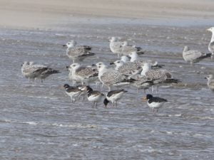 Birds reclaim outdoor spaces in Grimsby and Cleethorpes
