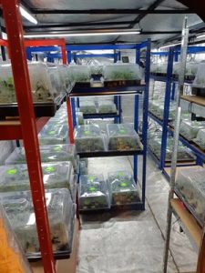 Five arrested following significant cannabis find in Peterborough
