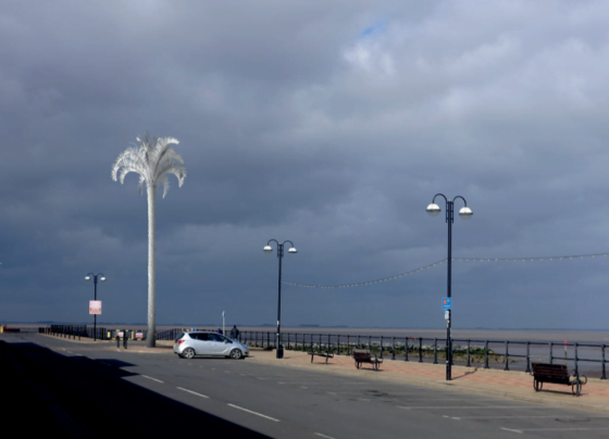 Tenders open for Cleethorpes' giant palm tree