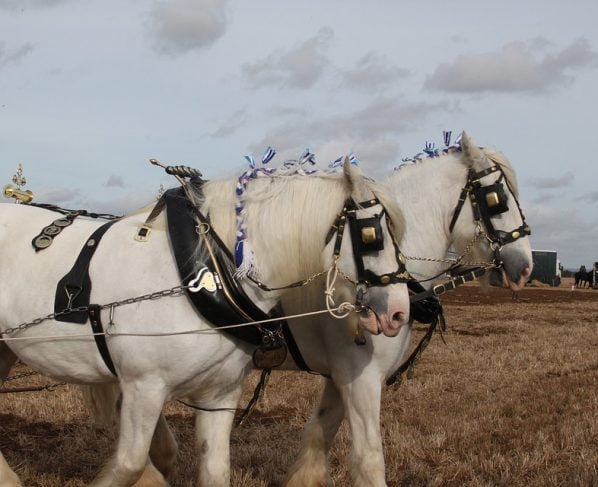 Travellers arrive for Brigg Horse Fair