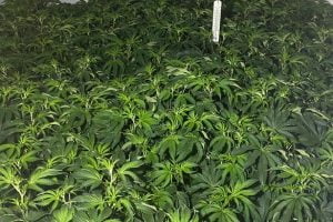 200 plants uncovered in local cannabis factory