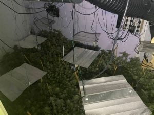 200 plants uncovered in local cannabis factory