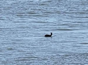 Deer drowns in Cleethorpes