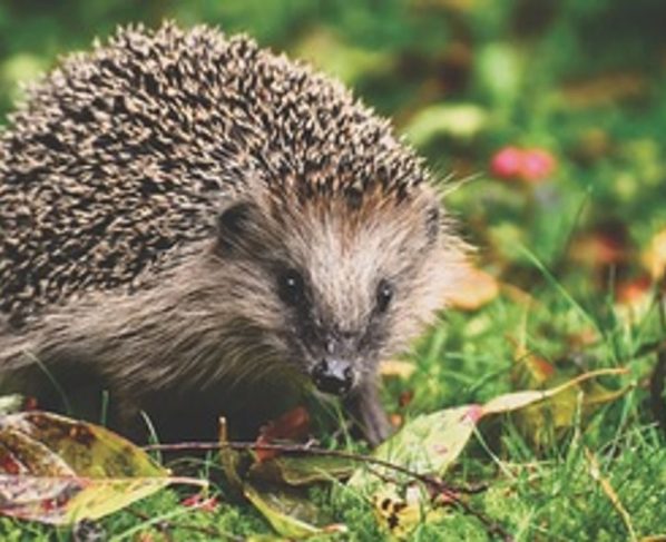 hedgehogs killed Doncaster park