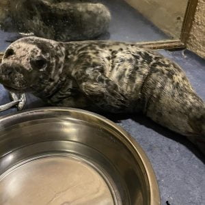 rescued seal