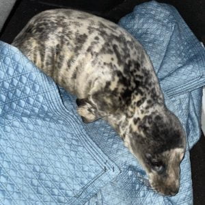 rescued seal