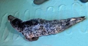 rescued seal